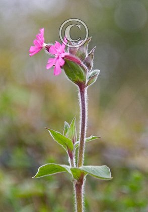 Red Campion DM0427